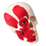 Image shows skull with muscels, 3 pieces