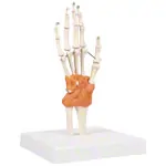 wrist joint, LxBxH 8x8x35,5 cm