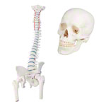 Anatomy set: skull 4-pcs. and spine with herniated disk