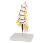 Lumbar spine, LxWxH 19x19x27 cm