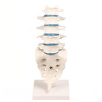 Lumbar spine, LxWxH 19x19x27 cm
