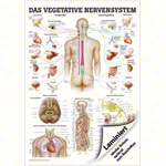 Mini-Poster - Autonomic Nervous System - , LxW 34x24 cm, laminated