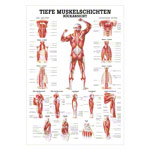 Mini-Poster - Deep muscle layers-back - L x W 34x24 cm