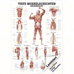 Mini-Poster - Deep muscle layers-back - L x W 34x24 cm