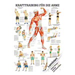 Mini-Poster Krafttraining Arme, LxB 34x24 cm