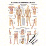 Mini-Poster - Manual Lymph Drainage - L x W 34x24 cm