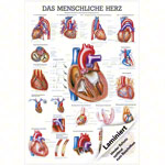 Mini Poster - The Heart - L x W 34x24 cm