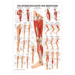 Mini-Poster - The leg muscles - L x W 34x24 cm