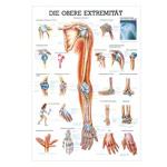 Mini-Poster - Upper extremity - L x W 34x24 cm
