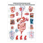 Mini-Poster - digestive system - , LxW 34x24 cm