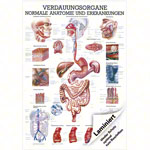 Mini-Poster - digestive system - , LxW 34x24 cm