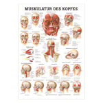 Mini-Poster - musculature of the head, - L x W 34x24 cm