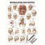 Mini-Poster - musculature of the head, - L x W 34x24 cm