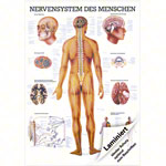 Mini-Poster - nervous system - , LxW 34x24 cm