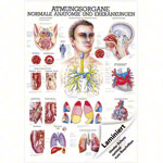 Mini-Poster - respiratory system - , LxW 34x24 cm