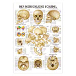 Mini-Poster - skull and bones of the skull, - L x W 34x24 cm