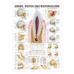 Mini-Poster - teeth and jaw joint - L x W 34x24 cm