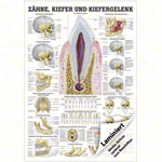Mini-Poster - teeth and jaw joint - L x W 34x24 cm