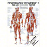 Mini-Poster - trigger points - L x W 34x24 cm
