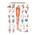 Mini-poster - Lower limb - , LxW 34x24 cm