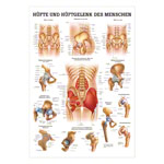Mini-poster - hip & hip joint - L x W 34x24 cm
