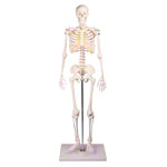 Mini-skeleton incl. stand,&nbsp;80 cm