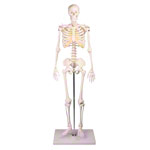 Mini-skeleton incl. stand,&nbsp;80 cm