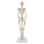 Mini-skeleton incl. stand, 65 cm