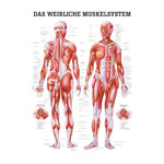 Poster - Female muscular system, - L x W 70x50 cm