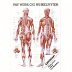 Poster - Female muscular system, - L x W 70x50 cm