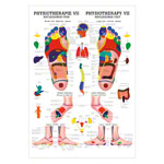 Poster - Reflex zones foot - L x W 70x50 cm
