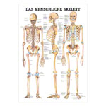 Poster - The human skeleton - L x W 70x50 cm