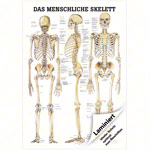 Poster - The human skeleton - L x W 70x50 cm