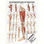 Poster - The leg muscles - , L x W 70x50 cm