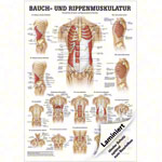 Poster - abdominal and intercostal muscles - L x W 70x50 cm