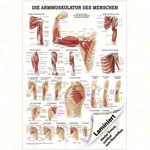 Poster - arm muscles - L x W 70x50 cm