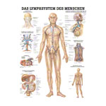 Poster - lymphatic system - , L x W 70x50 cm
