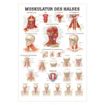Poster - muscles of the neck, - L x W 70x50 cm