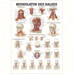 Poster - muscles of the neck, - L x W 70x50 cm