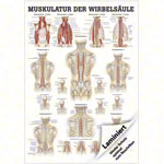 Poster - musculature of the spinal column - L x W 70x50 cm