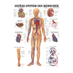 Poster - vascular system - L x W 70x50 cm