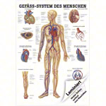Poster - vascular system - L x W 70x50 cm