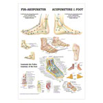 Posters - Foot Acupuncture - L x W 70x50 cm