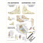 Posters - Foot Acupuncture - L x W 70x50 cm
