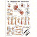 Posters - hand muscles - L x W 70x50 cm