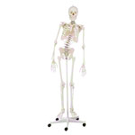 Skeletal incl. tripod, 180 cm, flexible