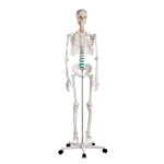 Skeleton standard incl. stand, 180 cm