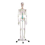 Skeleton standard incl. stand, 180 cm