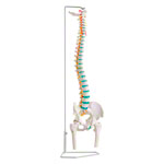 Spinal column incl. stand, 80 cm