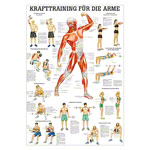 Teaching panel Krafttraining Arme, LxB 100x70 cm